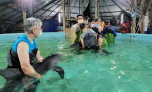 2023年兩隻在台南曾文溪出海口附近擱淺的兩隻糙齒海豚，在四草搶救站內進行醫療。