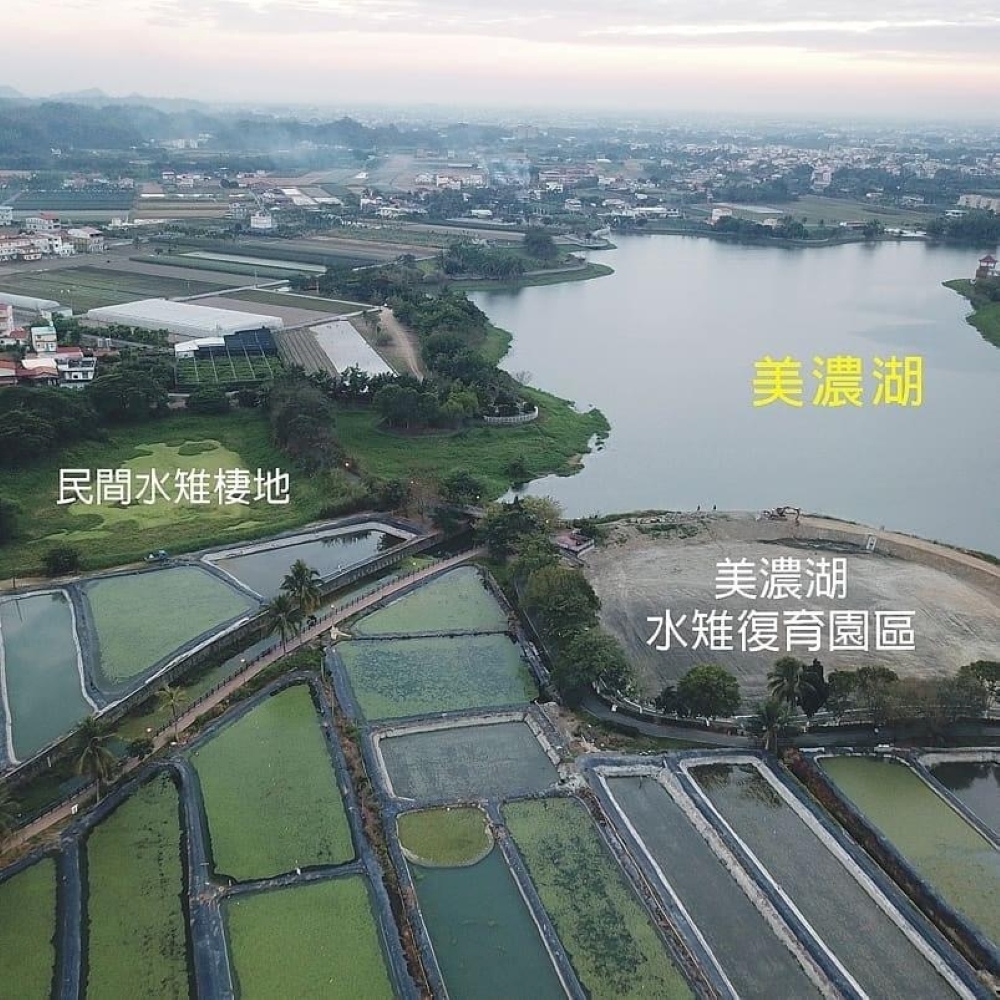 高雄市野鳥學會協助美濃湖大小灣水雉棲地初期規劃，並在2021年成立工作站、負責認養和經營管理的工作。