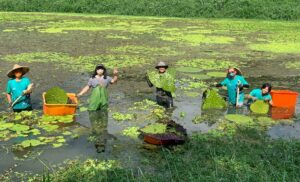 因保護一個物種「水雉」而串連起來
