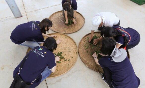 金寶志工走進茶廠體驗製茶，了解茶樹生長環境、茶農工作日常以及地方農業樣貌。圖/金寶電子提供